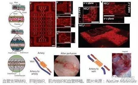 ?????????о?AngioChip???????????????????