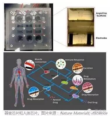 ?????????о?AngioChip???????????????????