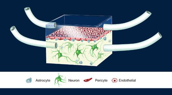 ?????????Illustration of the NeuroVascular Unit, NVU??о????