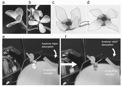 PVDF/PVA??????????α?