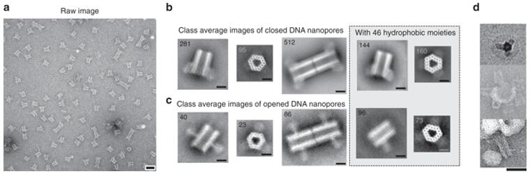 DNA???????????????????TEM??????