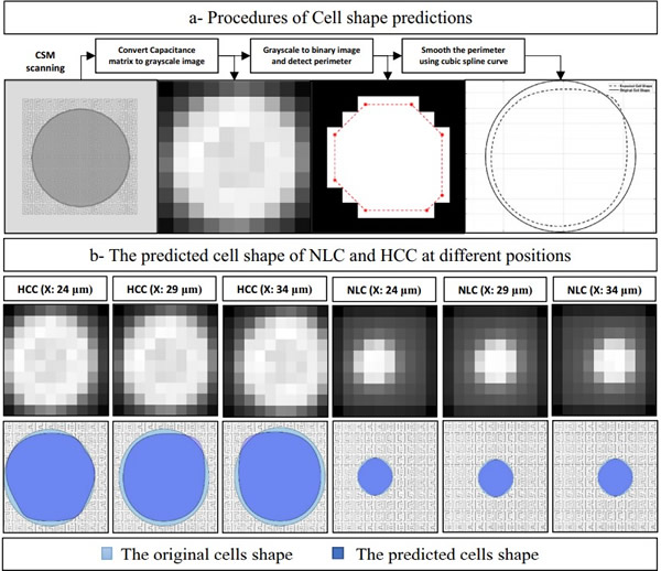 ??a???????????????裻??b??????COMSOL Multiphysics??CSM????????λ???????NLC??HCC??????????