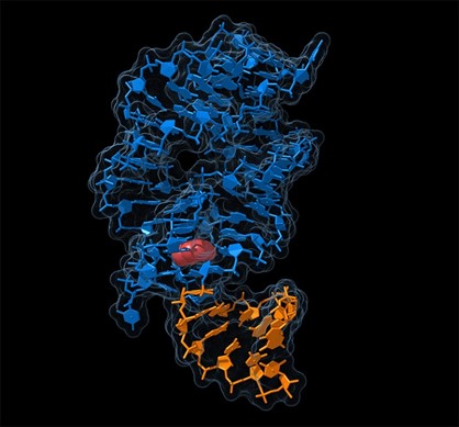  ????С??????????????????????????RNA?????????