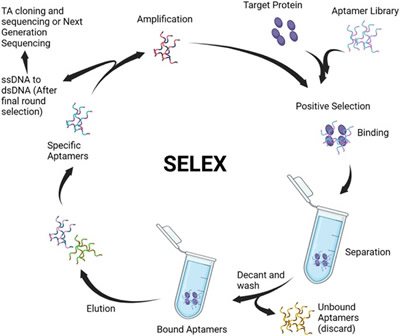 ?????????????????????????SELEX?????????