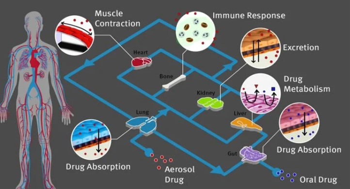 ??????о???????????о???????塱?????????????????????????????????????????????????????????????????????????????????о???organ-on-a-chip???????????????