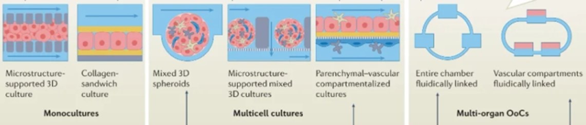 ??????о???????????о???????塱?????????????????????????????????????????????????????????????????????????????????о???organ-on-a-chip???????????????