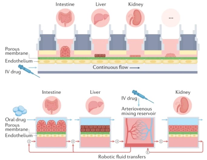 ??????о???????????о???????塱?????????????????????????????????????????????????????????????????????????????????о???organ-on-a-chip???????????????