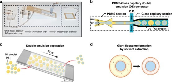 PDMS-????????????????????????????????γ?????