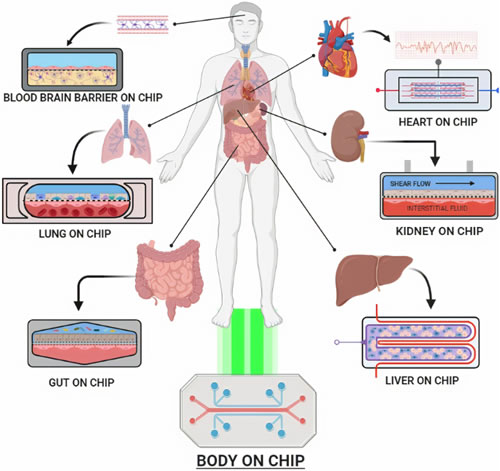 ????о???body-on-a-chip??